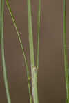 Ware's hairsedge